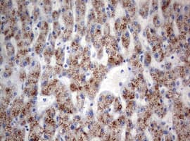 TIA-1 Antibody (clone OTI1C8)