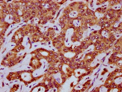 Polyclonal Rabbit anti-Human MEGF8 Antibody (IHC, IF)