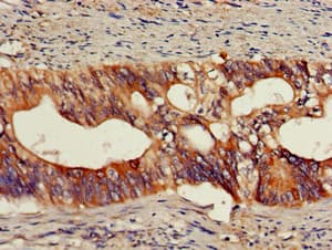 OLFM1 Antibody