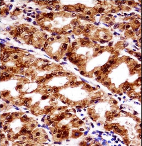 PAX7 Antibody (aa181-210)