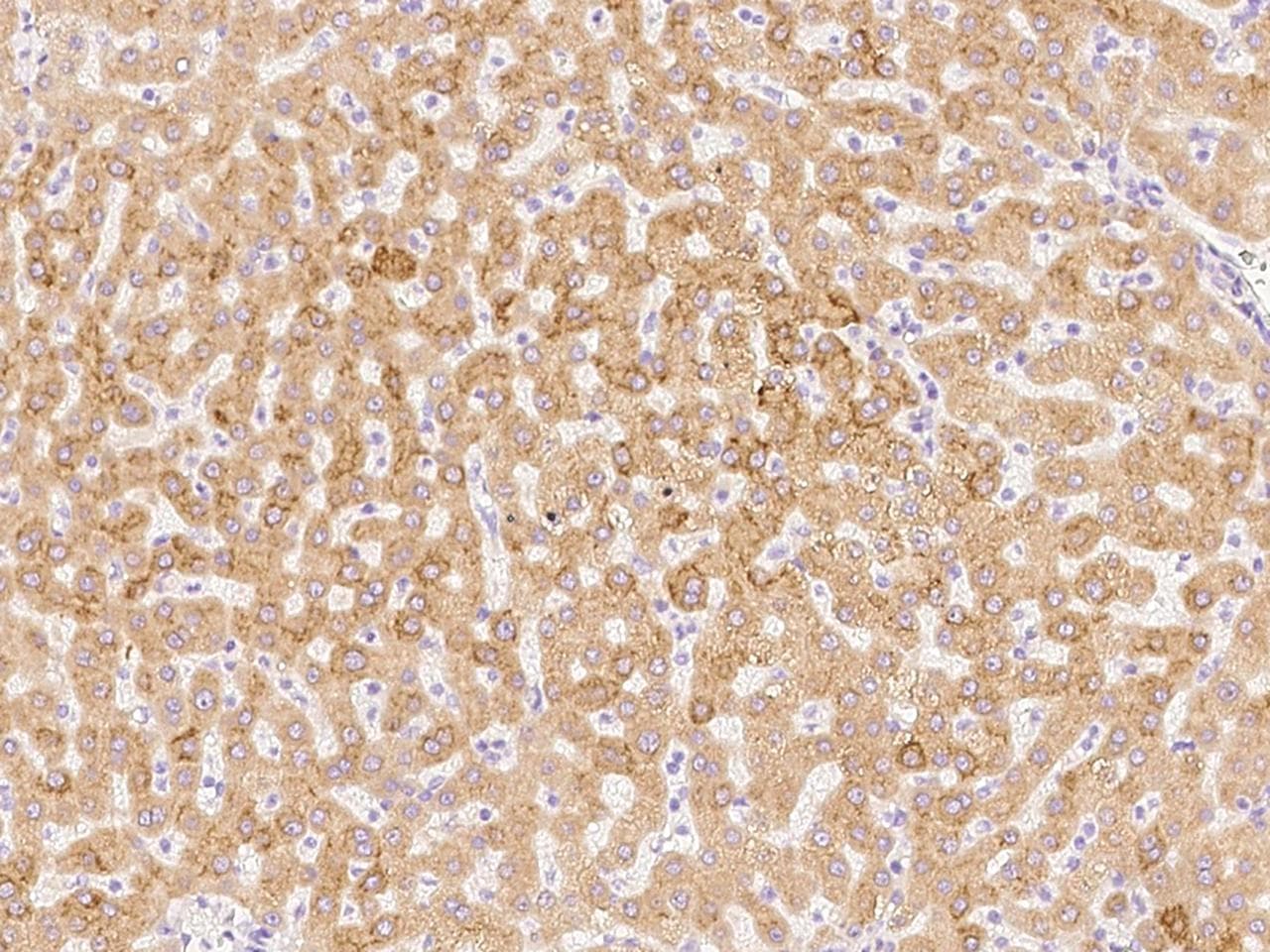 PRDX4 / Peroxiredoxin 4 Antibody (Preservative Free)