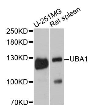 UBA1 / UBE1 Antibody