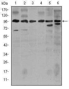 PathPlus™ NOS2 / iNOS Antibody (aa997-1058, clone 4E5)