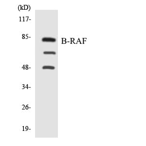 BRAF / B-Raf Antibody (aa390-439)
