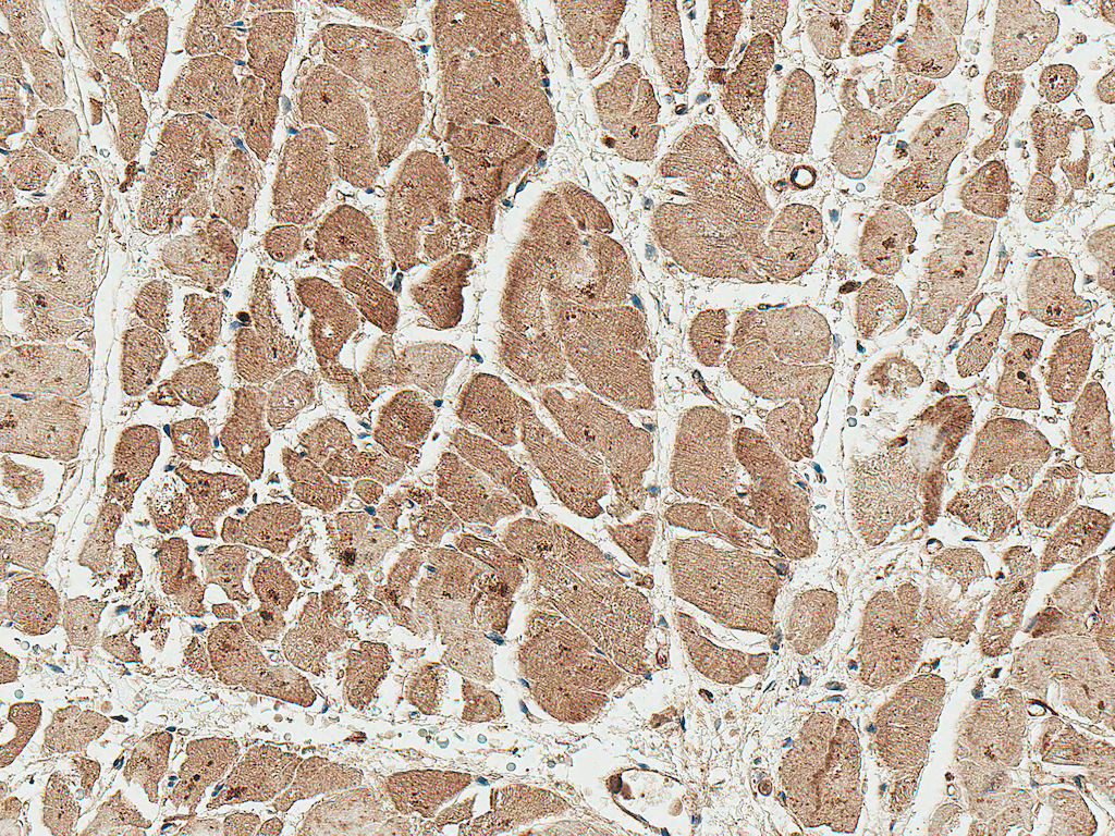 WIPI2 Antibody (Atto 390)