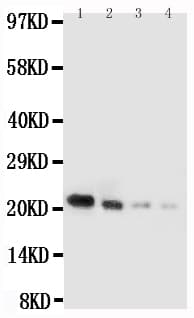 IL18 Antibody (aa36-192)