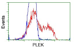 PLEK / Pleckstrin Antibody (clone OTI3E2)