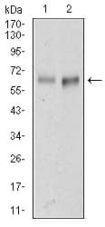 ALCAM / CD166 Antibody (clone 5B3)