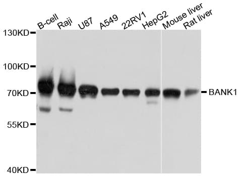 BANK1 / BANK Antibody