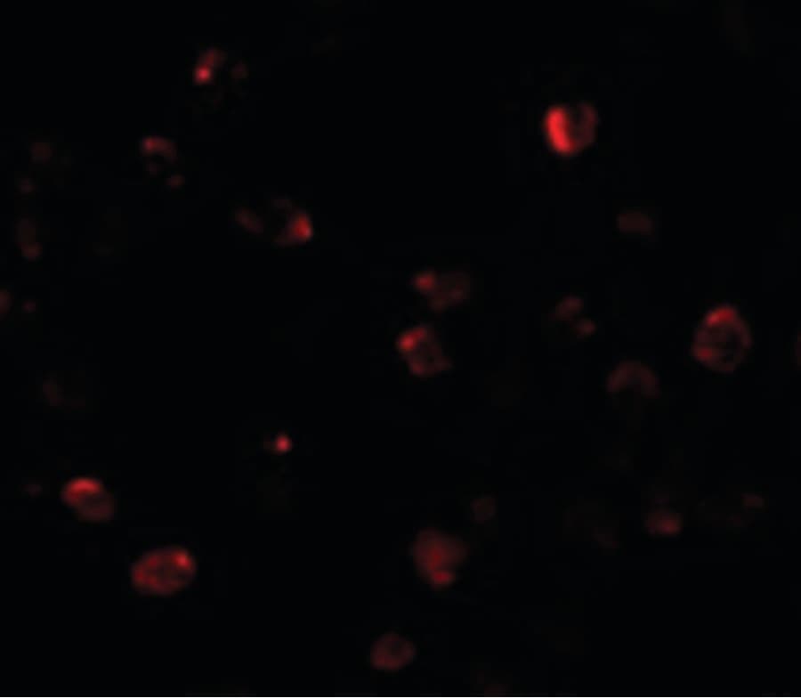 IHC-plus™ ZBTB40 Antibody