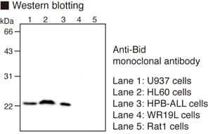 BID Antibody (clone 5C9)
