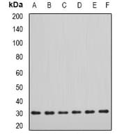 DDAH2 Antibody