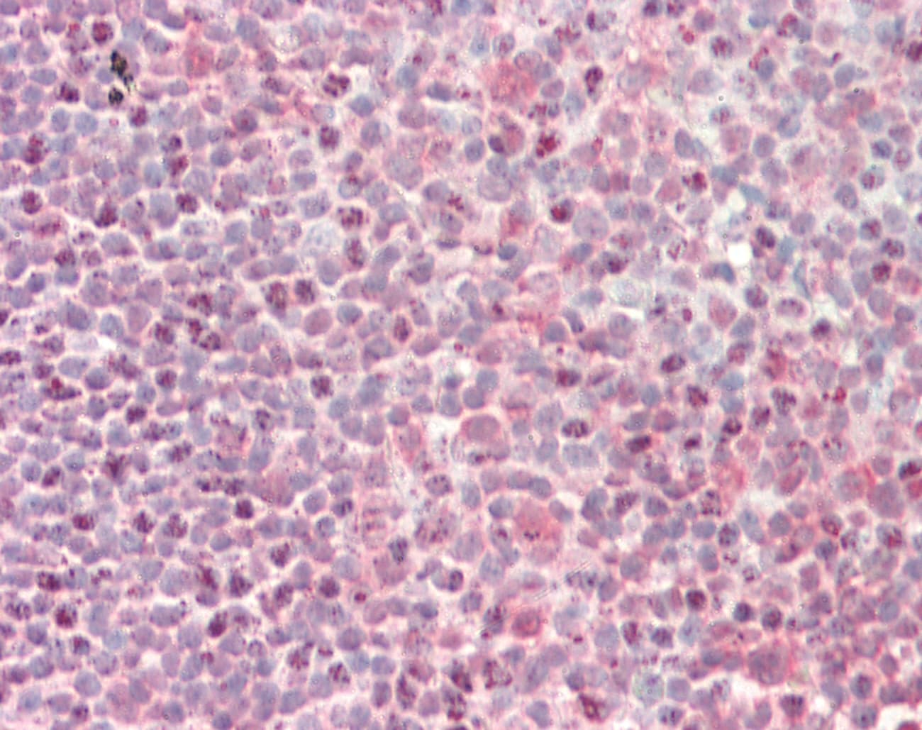 Polyclonal Rabbit anti-Human CNOT3 Antibody (C-Terminus, IHC, WB)