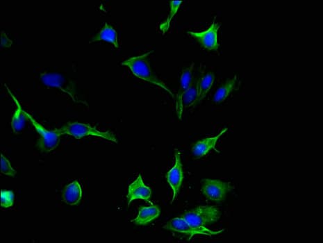 IL-33 Antibody