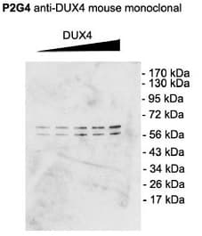 DUX4 Antibody (C-Terminus, clone P2B1, APC)