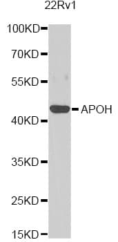 APOH / Apolipoprotein H Antibody