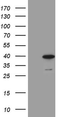 MORF4L1 / MRG15 Antibody (aa6-77, clone OTI7B5, Carrier-free)