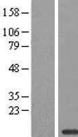 COX6C Protein (Over-Expression Lysate Myc-DDK (Flag))