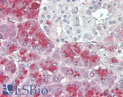 IHC-plus™ PRSS2 / Trypsin 2 Antibody