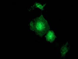 GBP5 Antibody (clone OTI4D9)