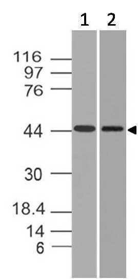 HCAR3 / GPR109B / HM74 Antibody