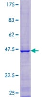 Human C12orf65 Protein (Recombinant GST)
