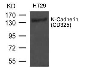 CDH2 / N Cadherin Antibody