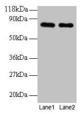 Polyclonal Rabbit anti-Rat TF / Transferrin Antibody (IHC, WB)