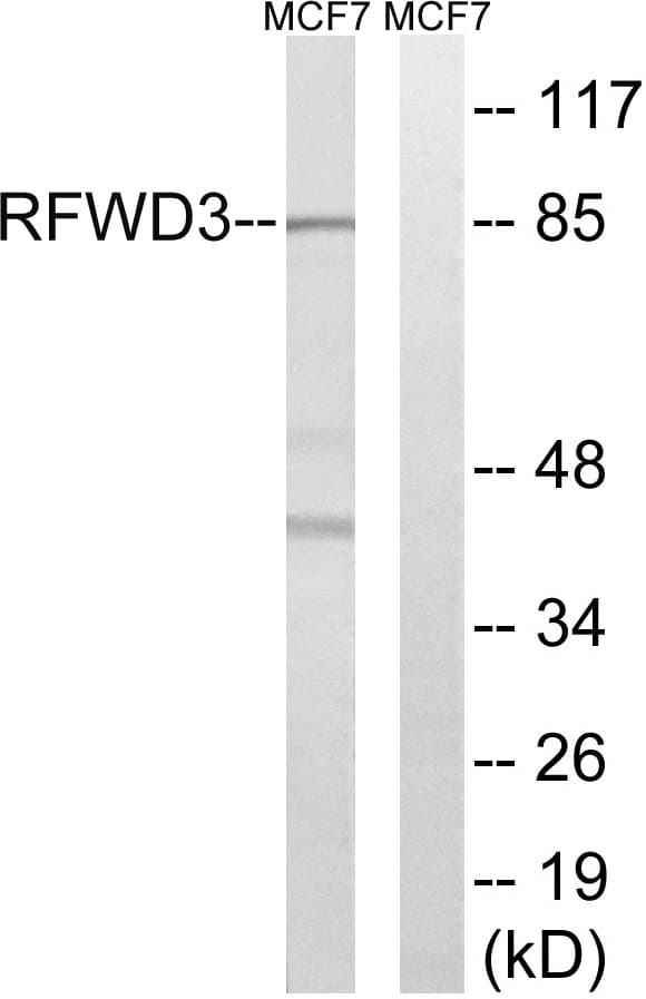 RFWD3 Antibody (aa374-423)