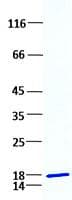 Human FGF2 / Basic FGF Protein (Recombinant)
