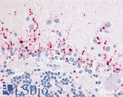 IHC-plus™ WNT2B Antibody (Internal)
