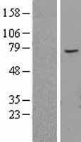 ABCE1 Protein (Over-Expression Lysate Myc-DDK (Flag))