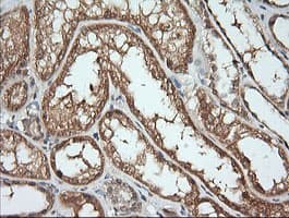Monoclonal Mouse anti-Human KLK8 / Kallikrein 8 Antibody (clone OTI1D2, IHC, IF, WB)