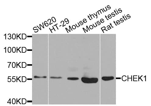 CHEK1 / CHK1 Antibody