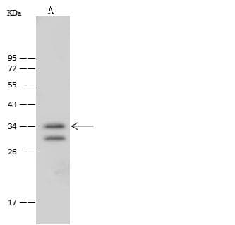 NSL1 Antibody (Preservative Free)