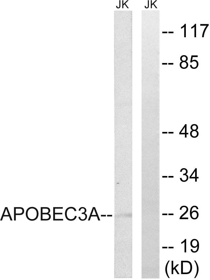 APOBEC3A Antibody