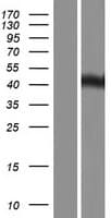 UBR7 / C14orf130 Protein (Over-Expression Lysate Myc-DDK (Flag))