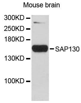SAP130 Antibody