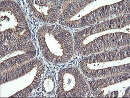 IL1F9 Antibody (clone OTI6E4, Carrier-free)