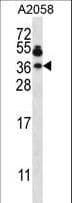 VAMP7 / SYBL1 / T1 VAMP Antibody (aa51-80)