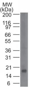 Monoclonal Mouse anti-Human KLRB1 / CD161 Antibody (clone 14F2F11, aa68-225, WB)