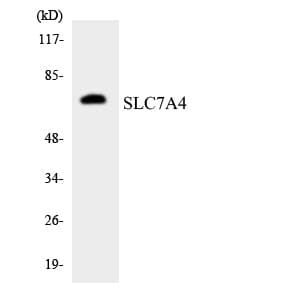 SLC7A4 Antibody (aa551-600)