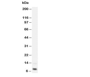 IGF1 Antibody (aa80-96)