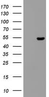 ZNF385B / ZNF533 Antibody (aa149-399, clone OTI2F3)