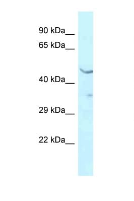 HMBOX1 Antibody (aa277-326)