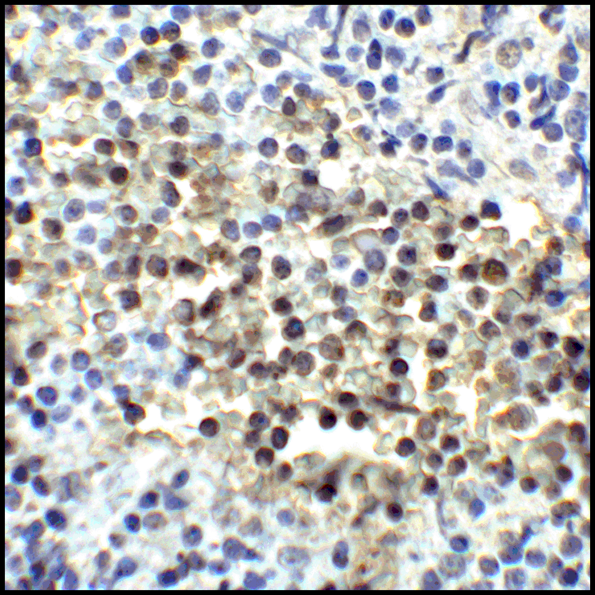 Monoclonal Mouse anti-Human CD80 Antibody (clone 8G12, IHC, IF)