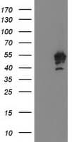 PTPN7 / HEPTP Antibody (clone OTI3B10)