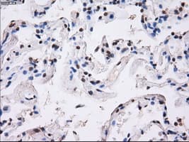 BTN3A2 Antibody (clone 1A6, Carrier-free)