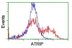 ATRIP Antibody (clone OTI5E7)