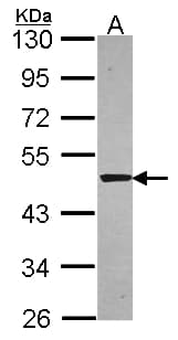 IHC-plus™ SNTA1 / Syntrophin Alpha 1 Antibody (aa191-505)